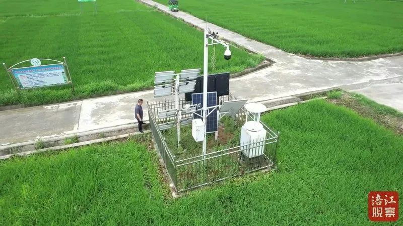 用科技守护每一寸农田，云飞科技助力安州绘就‘丰收图’