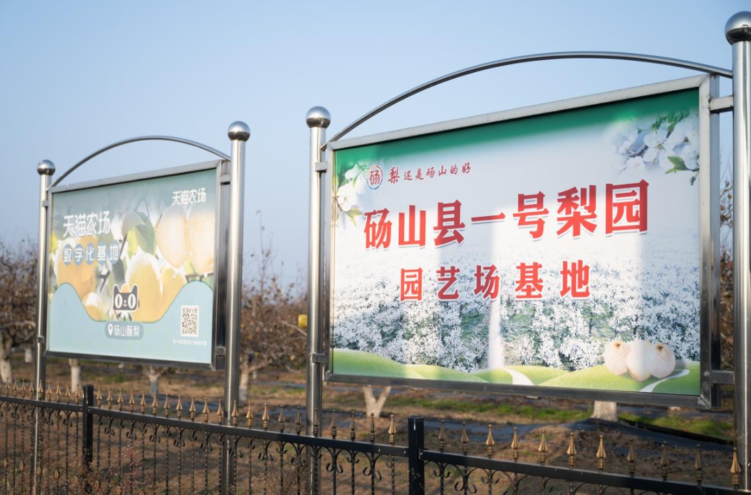 阿里云砀山梨园：当2500年老树遇见“数字哨兵”